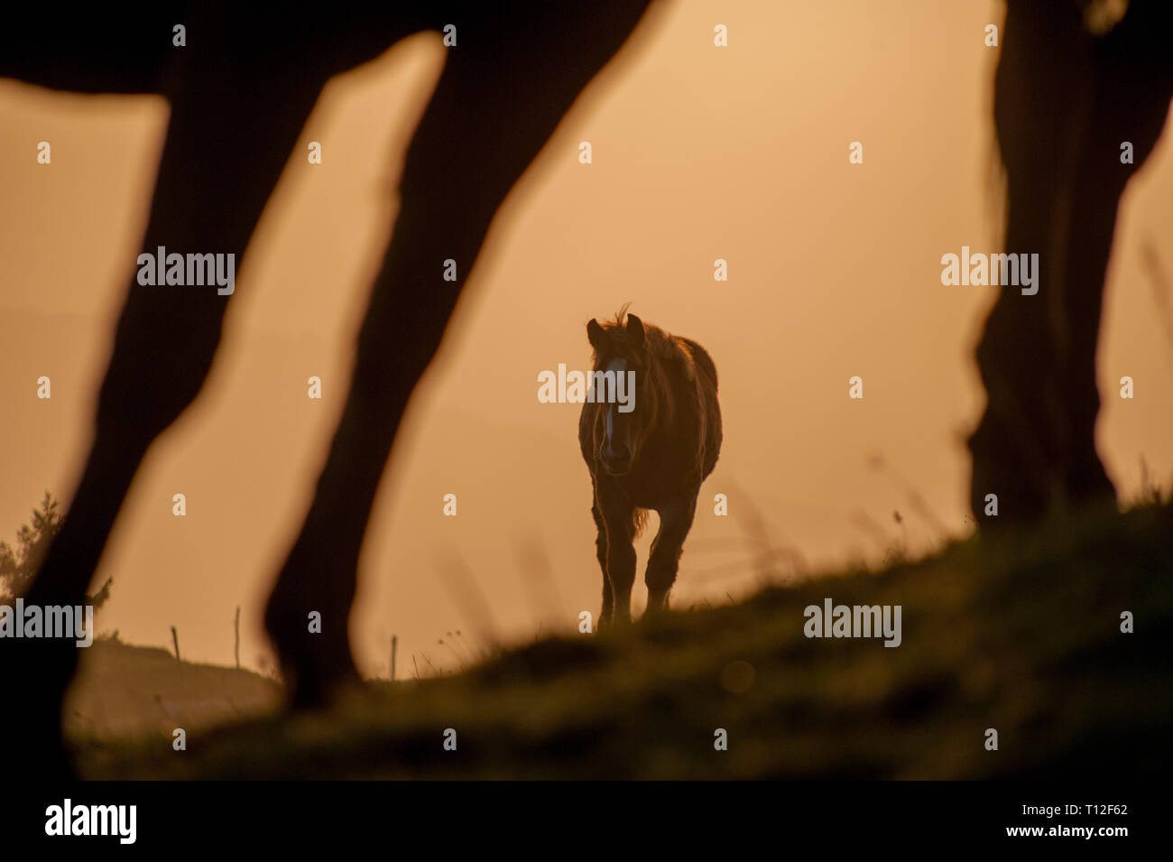 Pferd Beweidung in die Berge bei Sonnenuntergang Stockfoto