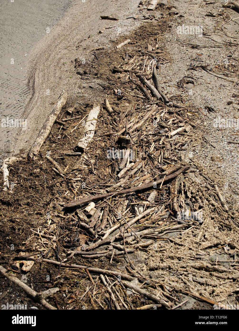 Holz und Äste an der sandigen Küste Stockfoto
