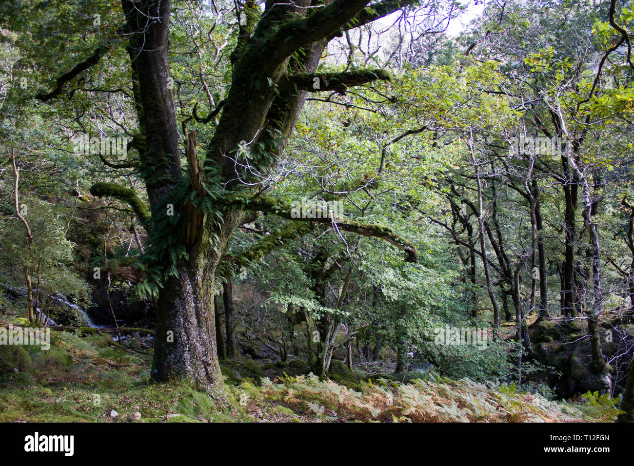 Eine von vielen wunderschönen Wälder in Wales Stockfoto