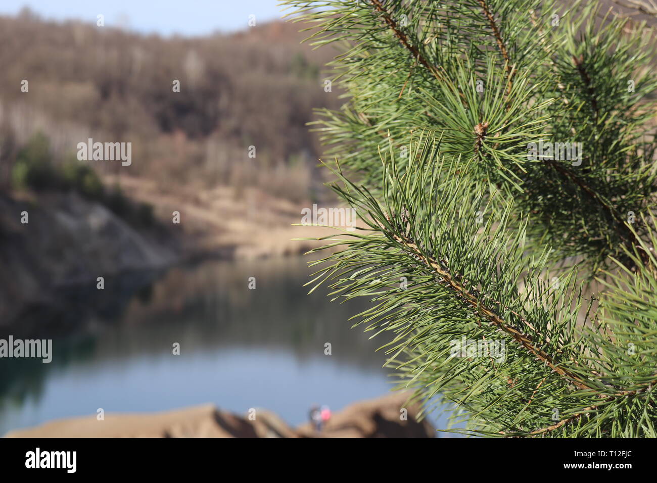 Pine Tree in Front, See und Felsen im Hintergrund. Stockfoto