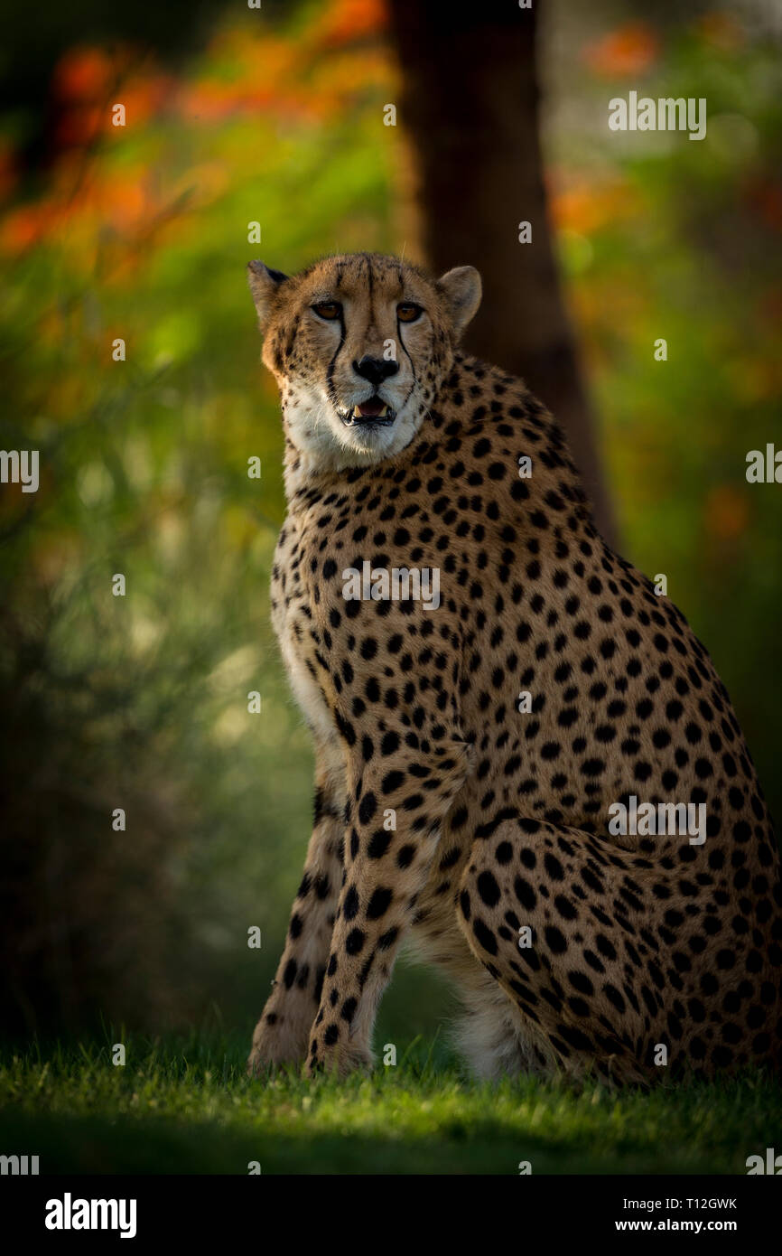 Cheetah in Aktion im Zoo Stockfoto