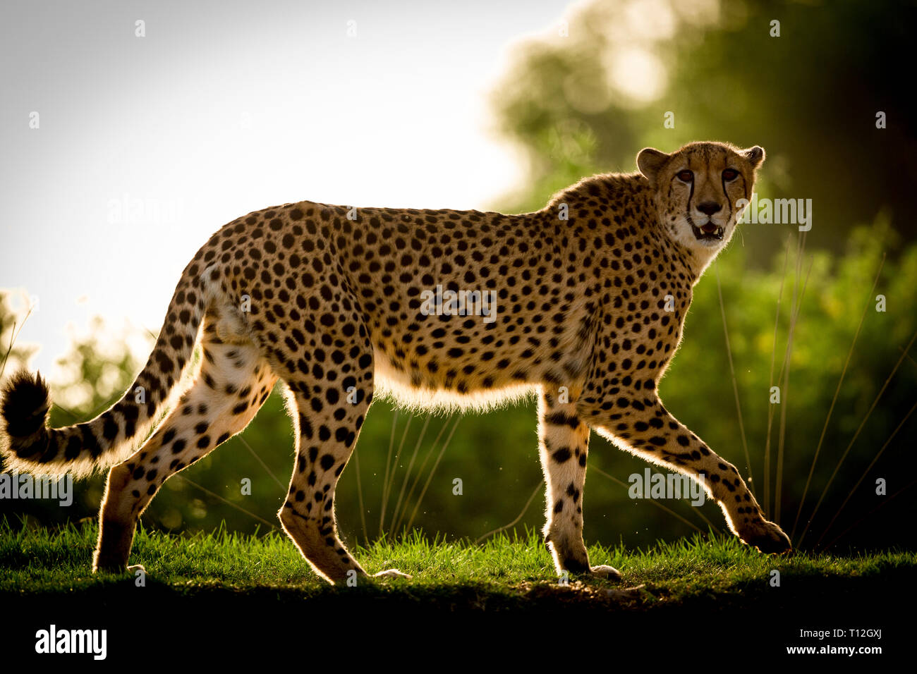 Cheetah in Aktion im Zoo Stockfoto