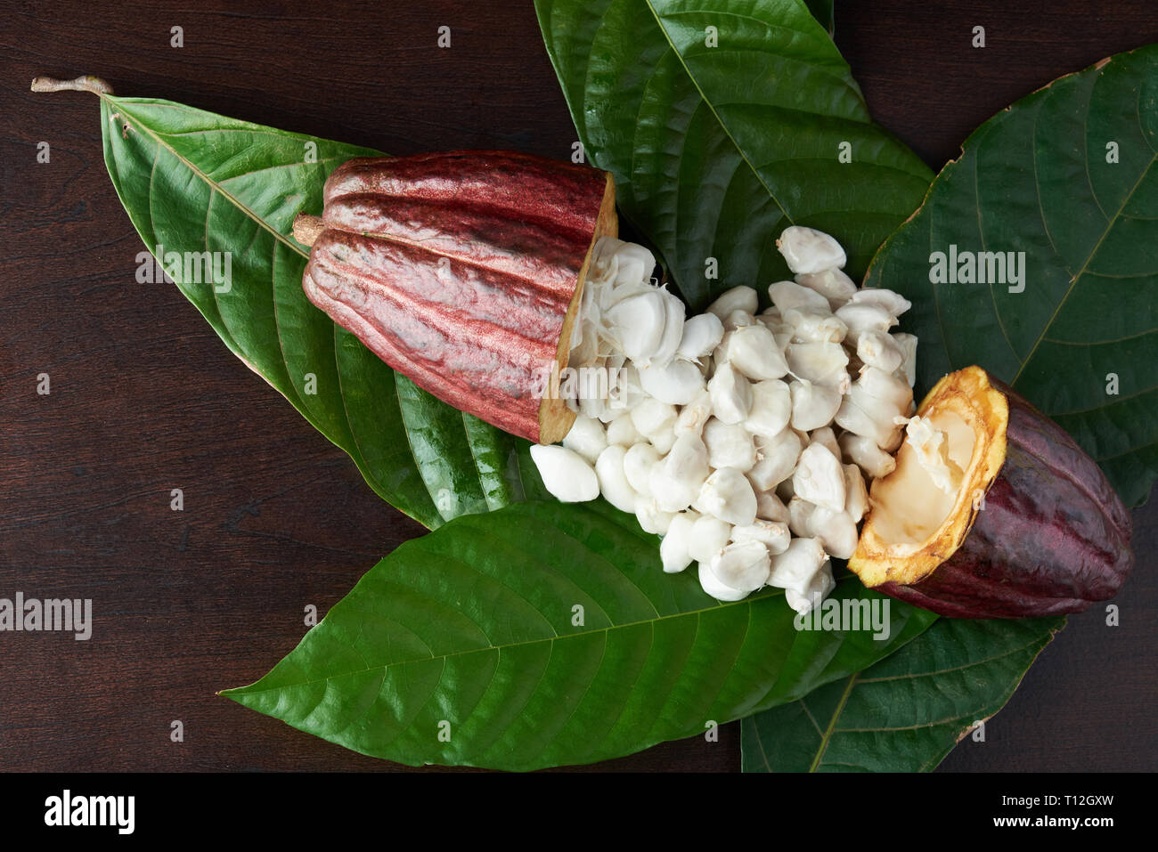 Rohe cacao Material. Kakaofrucht mit frischen Nass Bohnen öffnen Stockfoto