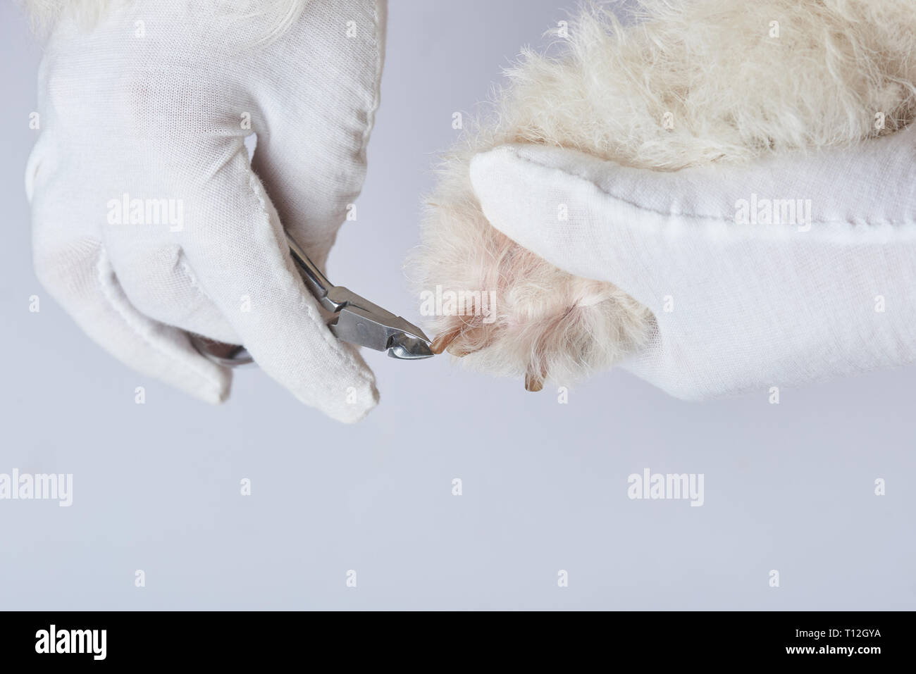 Tierarzt schneiden Hund Nagel in Paw Nahaufnahme auf weißem Hintergrund Stockfoto