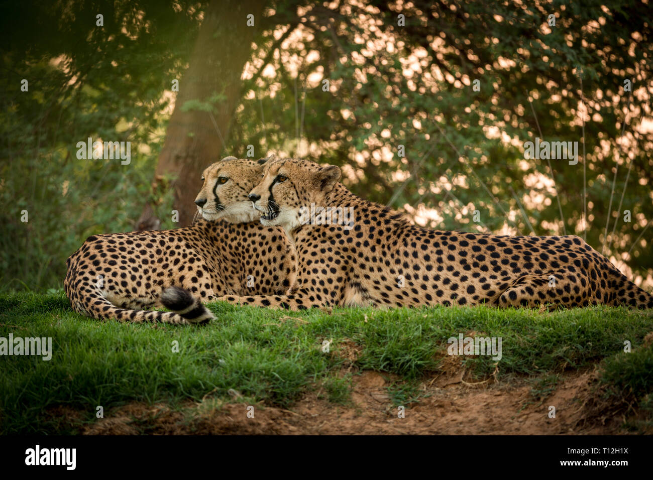 Cheetah in Aktion im Zoo Stockfoto