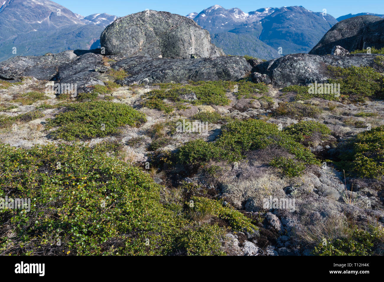 Moos wachsen auf Felsen im Berg, Narsarsuaq, Grönland Stockfoto