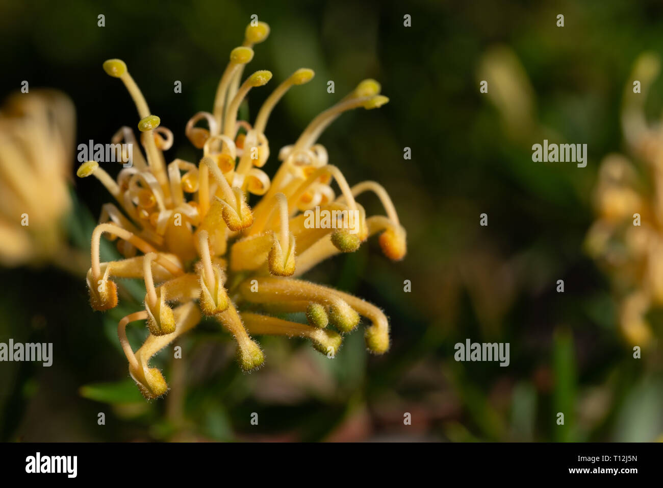 Makro Bild der gelben grevilliea Blume Stockfoto