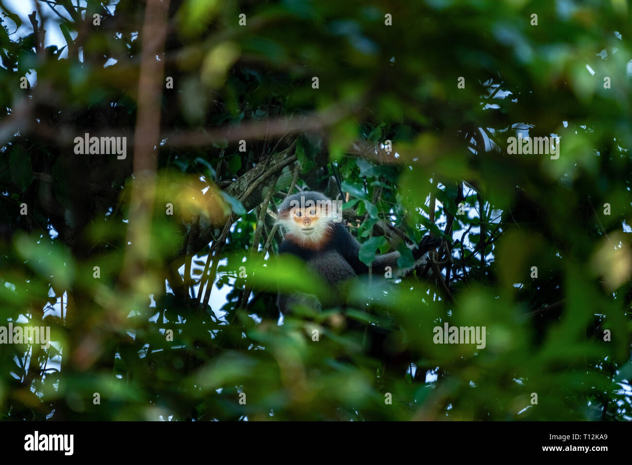 Braun-shanked Les Marines langur mit einem Sprung auf einen Baum, der auch als Pygathrix nemaeus oder 'Voọc" bekannt. Seltene Tiere in Son Tra Halbinsel, Da Nang, Vietnam Stockfoto