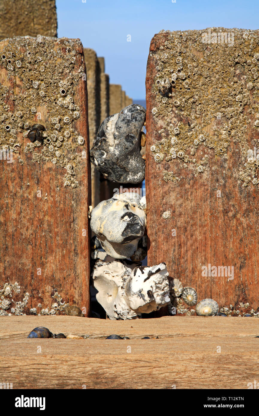 Flints eingekeilt zwischen Wellenbrecher Beiträge auf einer North Norfolk Strand in Bacton-on-Sea, Norfolk, England, Vereinigtes Königreich, Europa. Stockfoto