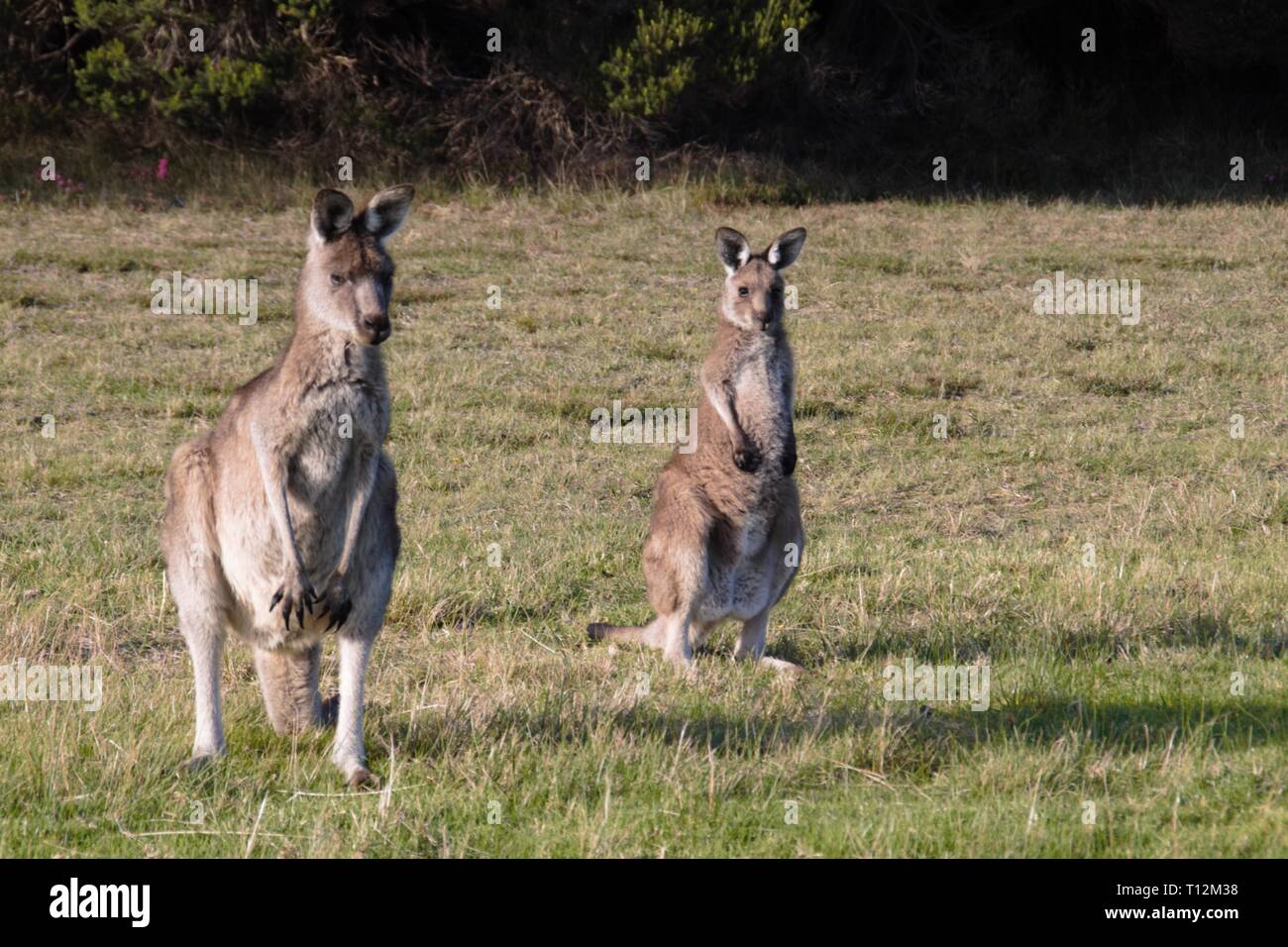 Kangaroo Familie in der Natur des australischen Outback Stockfoto