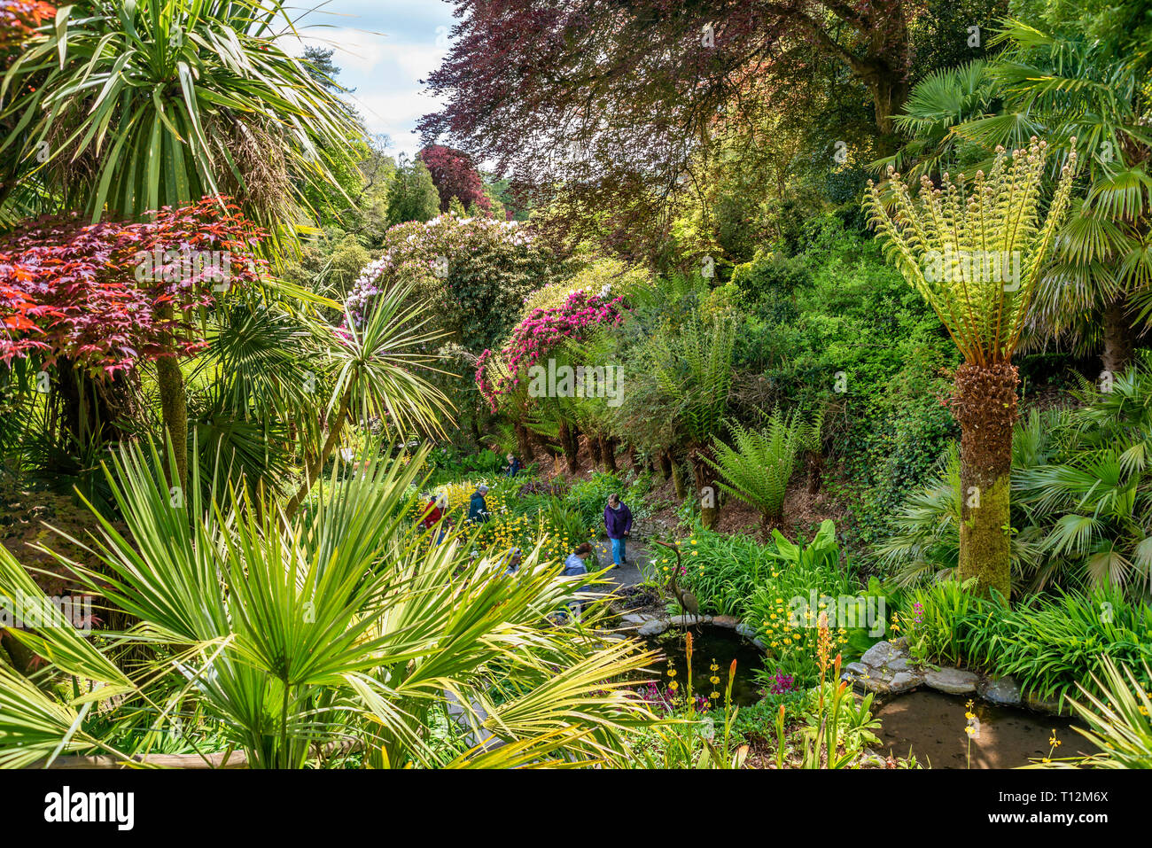 Subtropischer Wassergarten im Zentrum von Trebah Garden, Cornwall, England, Großbritannien Stockfoto