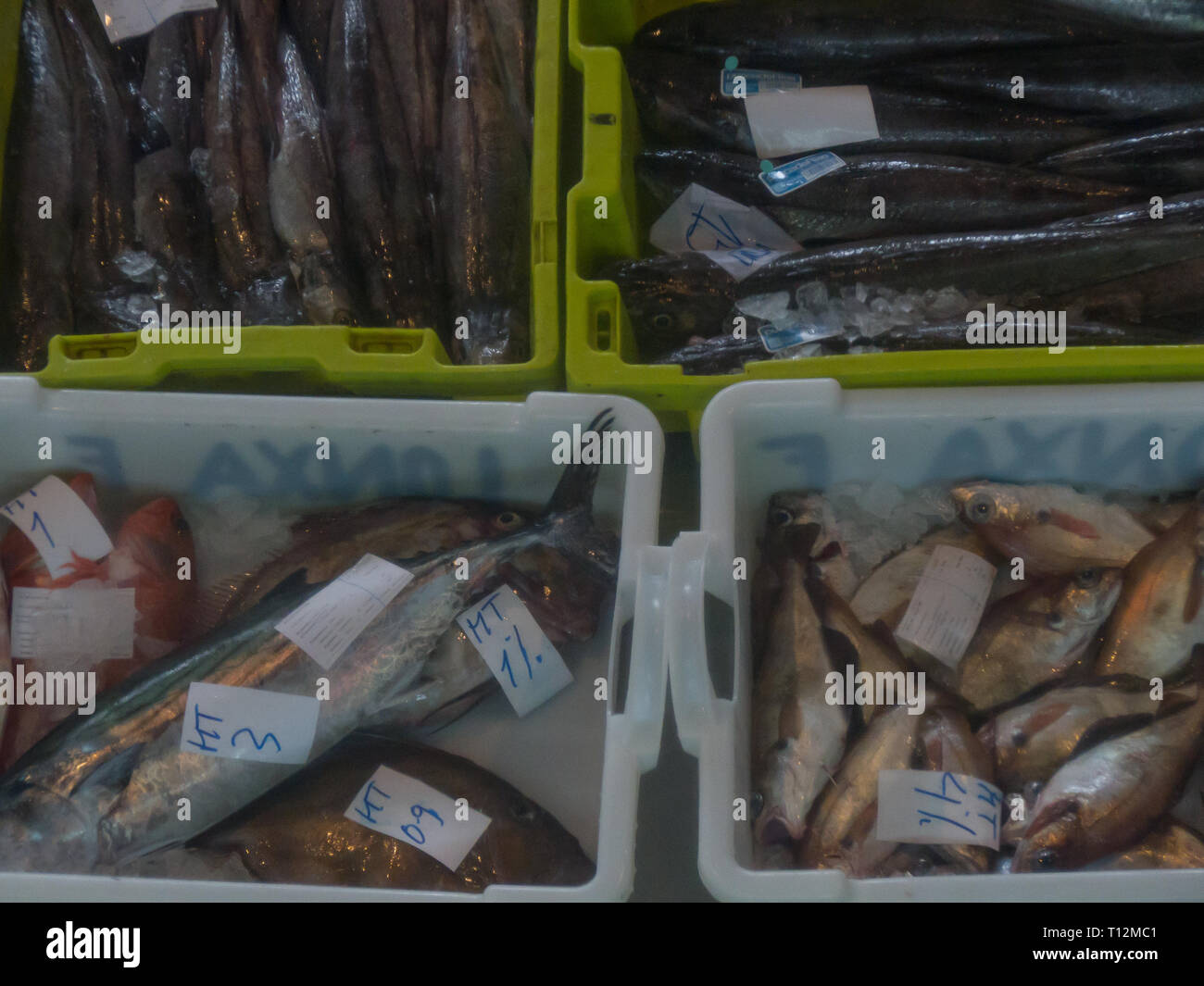 Vielfalt an Fischen in Kunststoffbehältern an einer Auktion Stockfoto