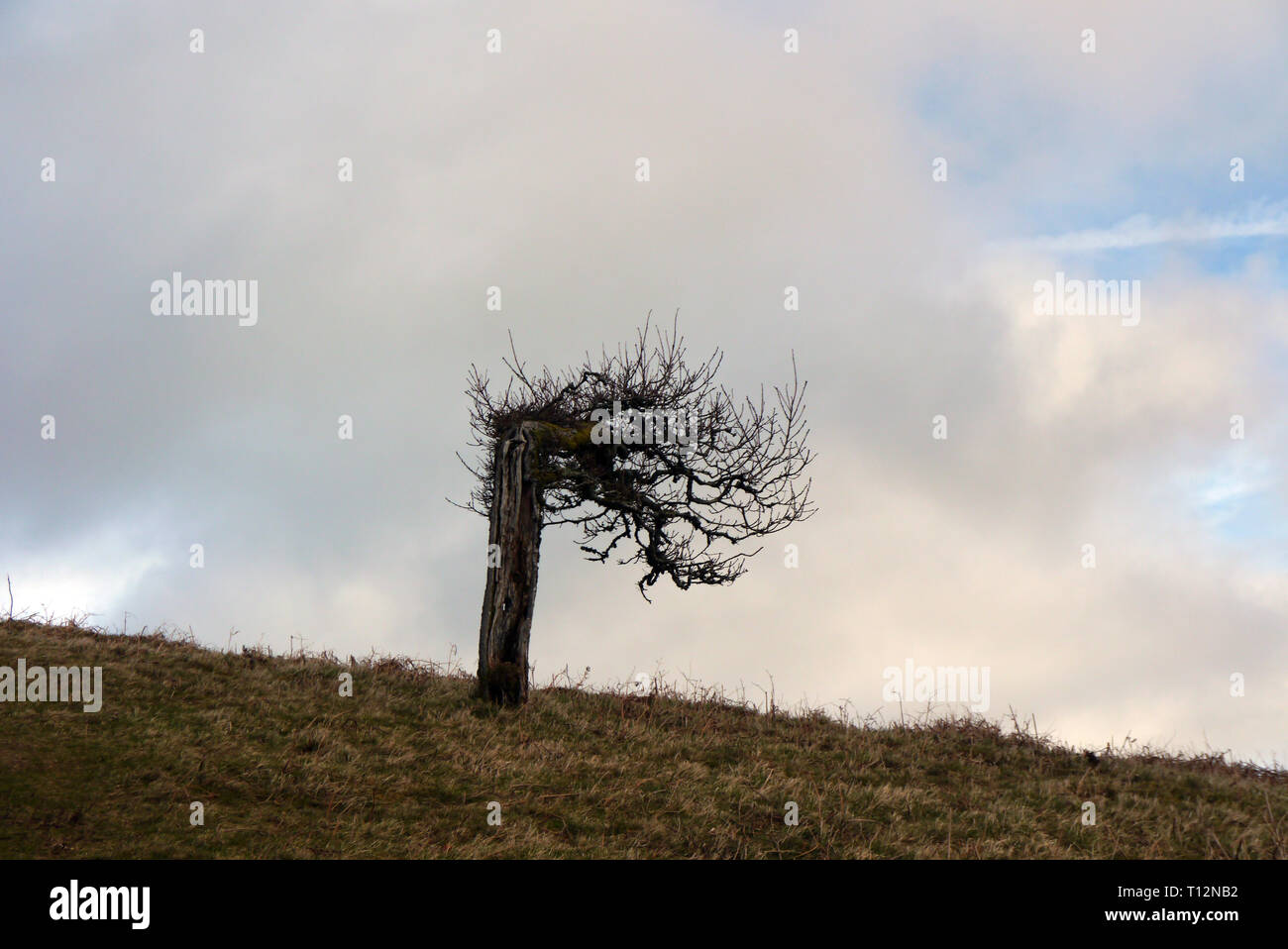 Baum gebogen über von der vorherrschenden Winde in der Nähe der Gipfel des Wainwright großartige Mell fiel im Nationalpark Lake District, Cumbria, England, UK. Stockfoto