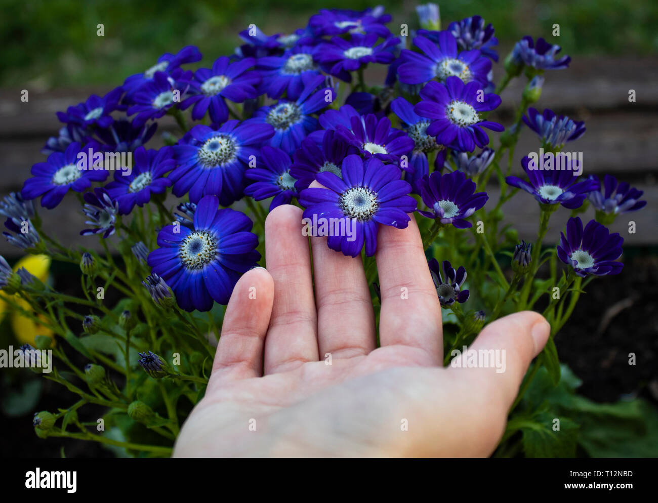 Blaue Blumen Stockfoto