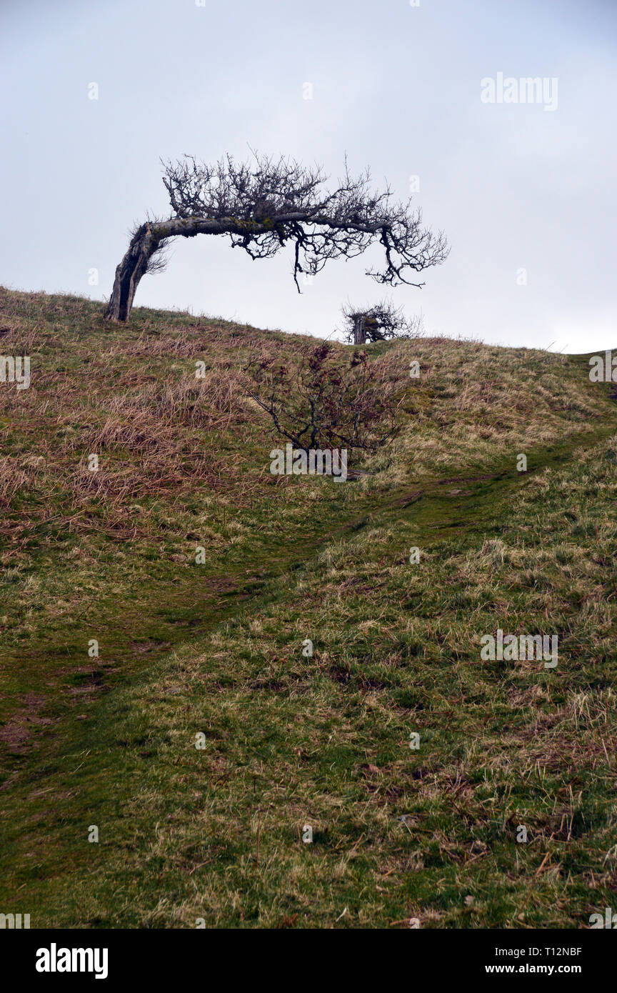 Bäume geknickt von der vorherrschenden Winde in der Nähe der Gipfel des Wainwright großartige Mell fiel im Nationalpark Lake District, Cumbria, England, UK. Stockfoto