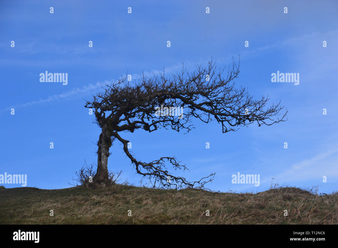 Baum gebogen über von der vorherrschenden Winde in der Nähe der Gipfel des Wainwright großartige Mell fiel im Nationalpark Lake District, Cumbria, England, UK. Stockfoto