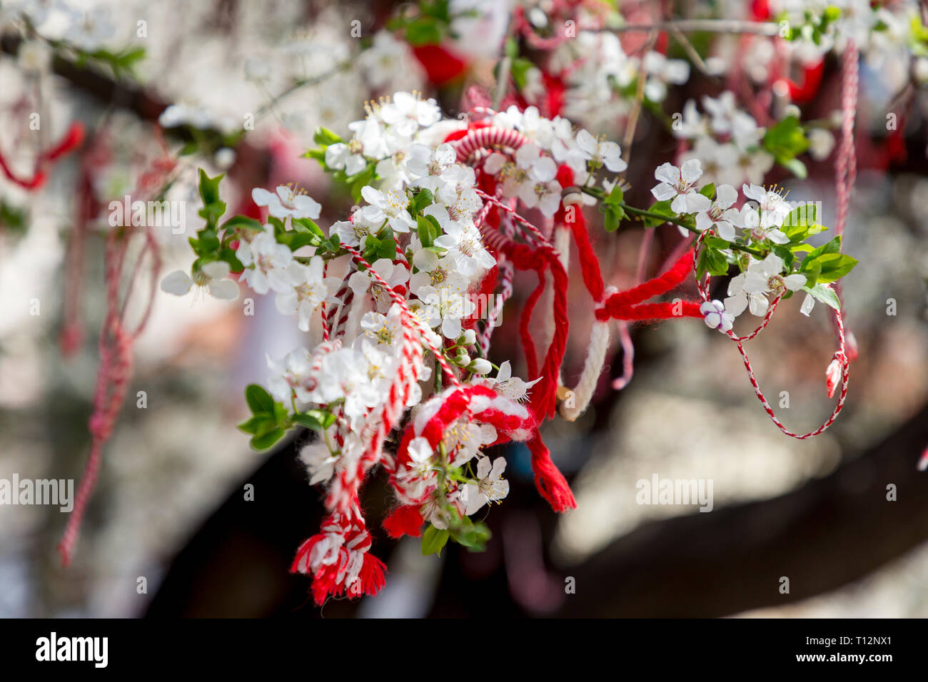 Martenitsa traditionell für Bulgaren ist zu einem blühenden Obstgarten befestigt. Stockfoto