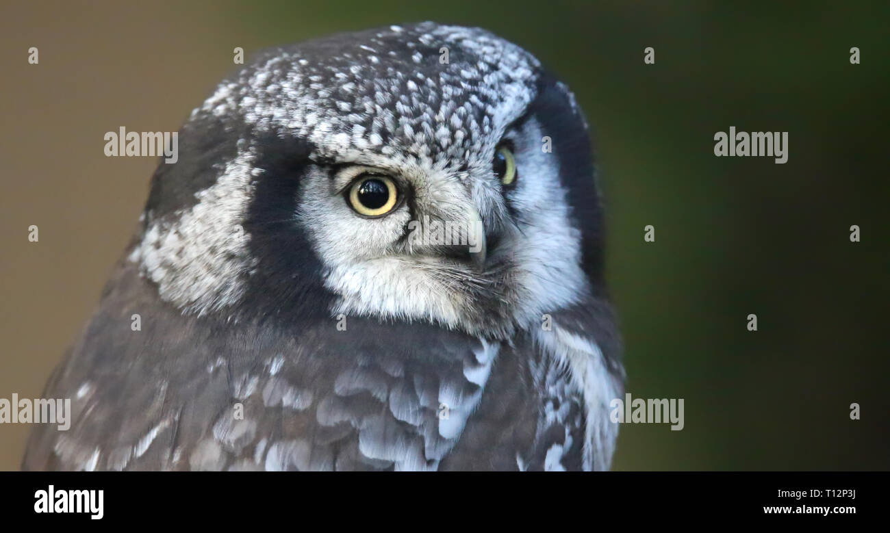 Nahaufnahme einer Nördlichen-hawk Owl (Surnia Ulula) Stockfoto