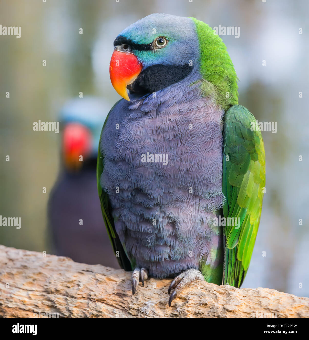 Nahaufnahme eines männlichen Lord Derby parakeet (Psittacula derbiana) Stockfoto