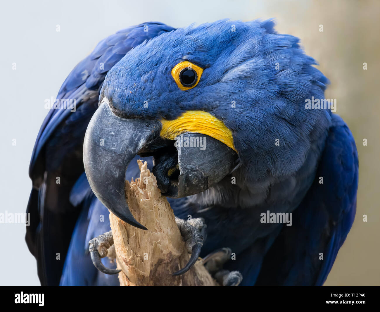 Nahaufnahme der Hyazinthara (Anodorhynchus hyacinthinus) Stockfoto