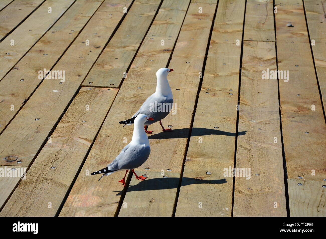 Zwei Makrelen Möwen entlang auf einem Holzdeck Stockfoto