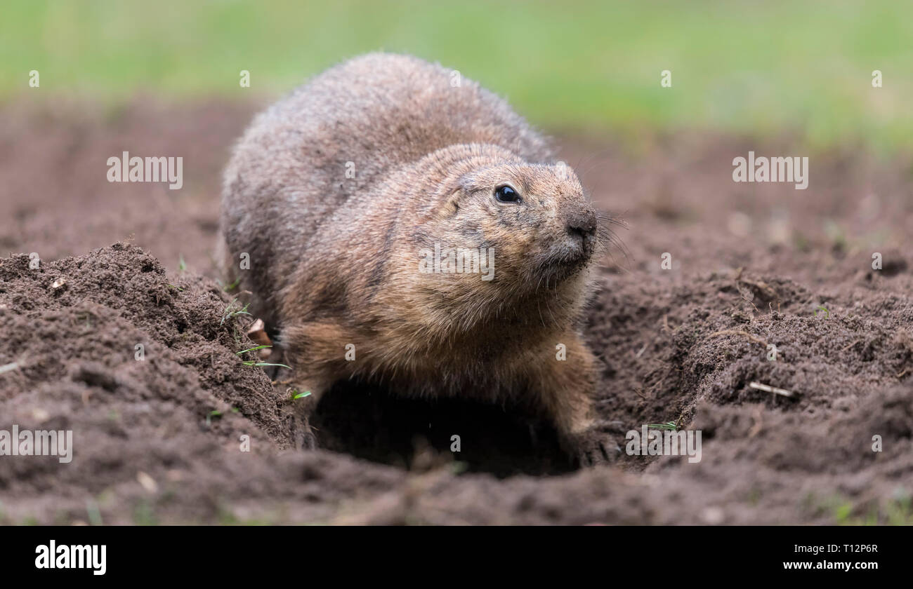 Eine Schwarze-tailed prairie dog (Cynomys ludovicianus) graben Sie einen Graben Stockfoto