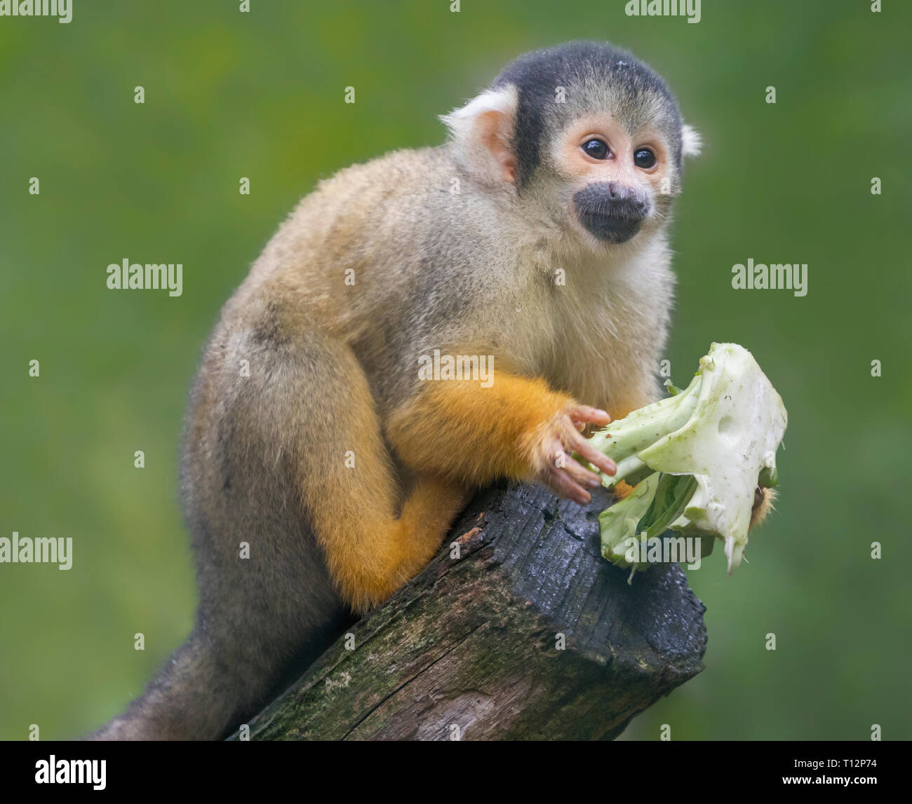Nahaufnahme eines Black-capped Totenkopfäffchen (Saimiri Boliviensis) Stockfoto