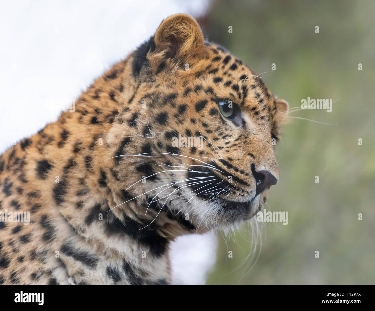 Nahaufnahme einer jungen chinesischen Leopard (Panthera pardus japonensis) Stockfoto