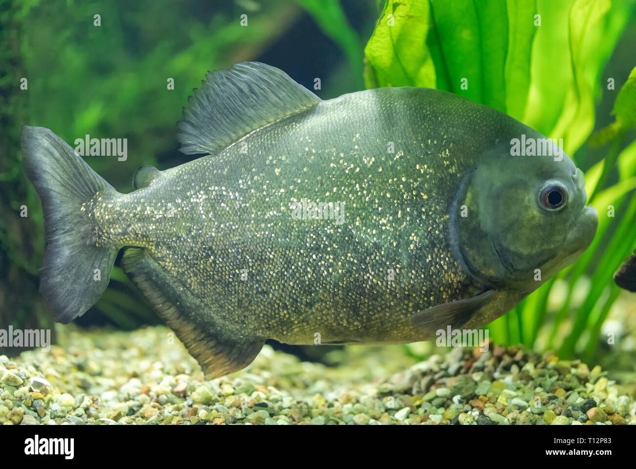 Nahaufnahme der Ein roter Piranha (Pygocentrus nattereri) Stockfoto
