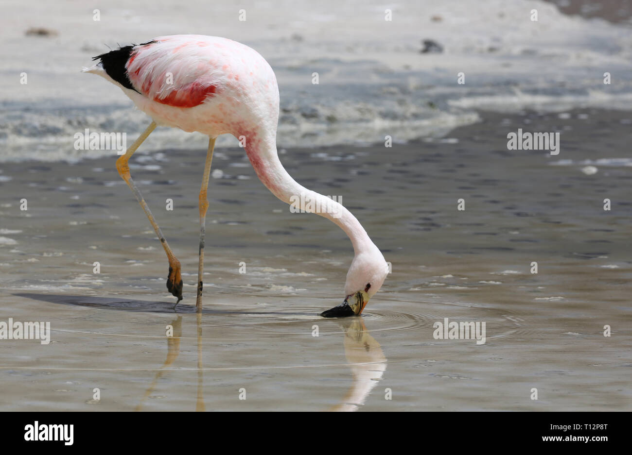 Anden Flamingo (Phoenicoparrus andinus) an der Laguna Hedionda (Bolivien) Stockfoto