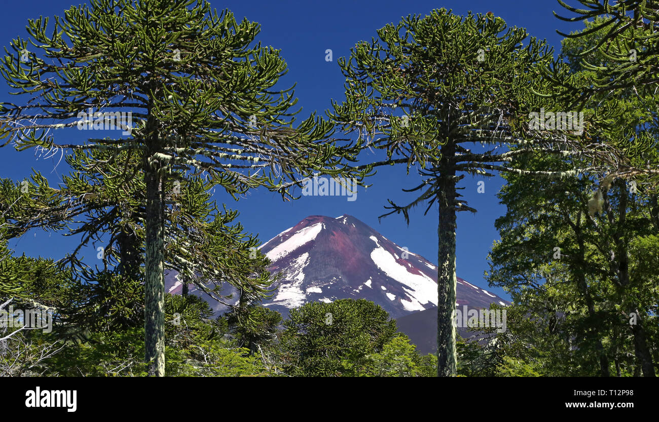 Araucaria Bäume vor Vulkan Llaima - Nationalpark Conguillio, Chile Stockfoto