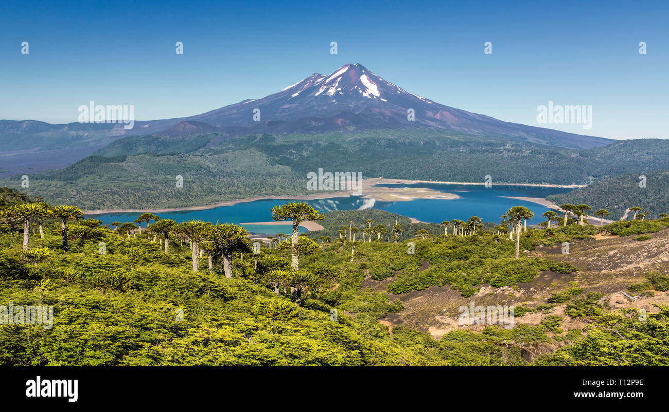 Vulkan Llaima im Nationalpark Conguillio (Chile) Stockfoto