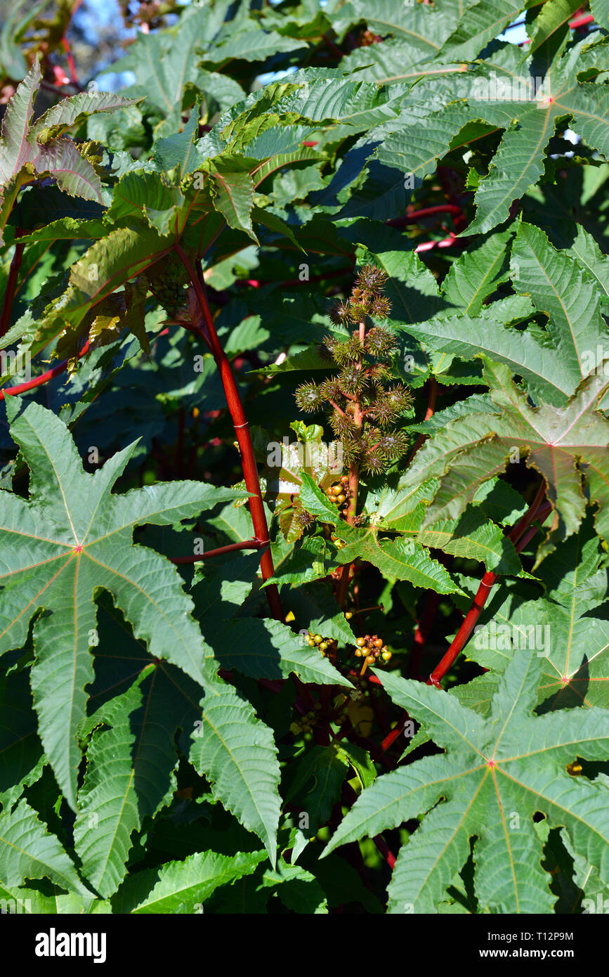 Castor Bean plant, die Blätter und die Früchte, die Samen enthalten und Öl und sind sehr giftig Stockfoto