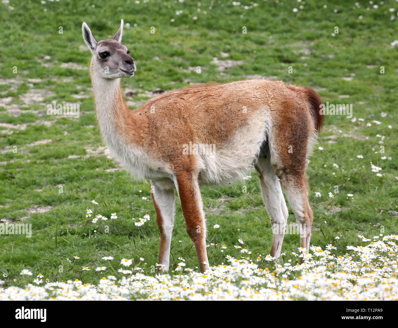 Guanako (Lama Guanicoe) bei Torres del Paine N.P. (Chile) Stockfoto
