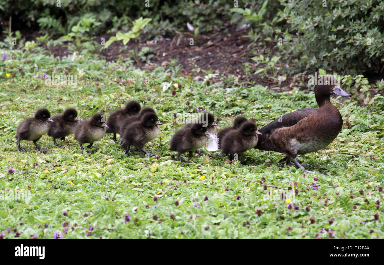 Schnatter enten -Fotos und -Bildmaterial in hoher Auflösung – Alamy