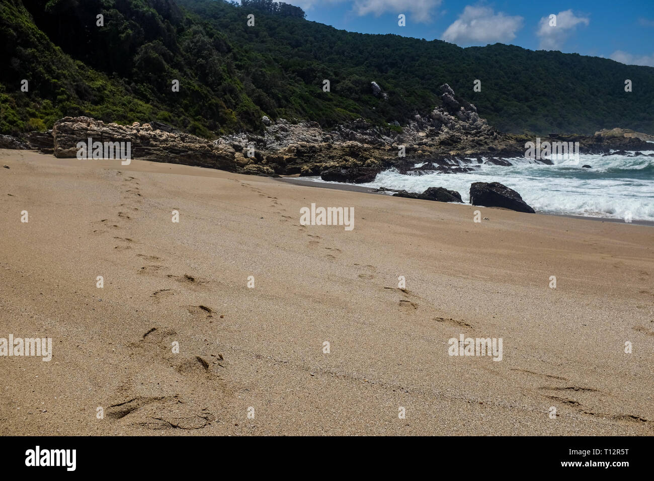 Footprints entlang einer leeren Strand von Indischen Ozean entlang der berühmtesten und schönsten Wanderweg der Otter Trail, Südafrikas in der Western Cape Stockfoto