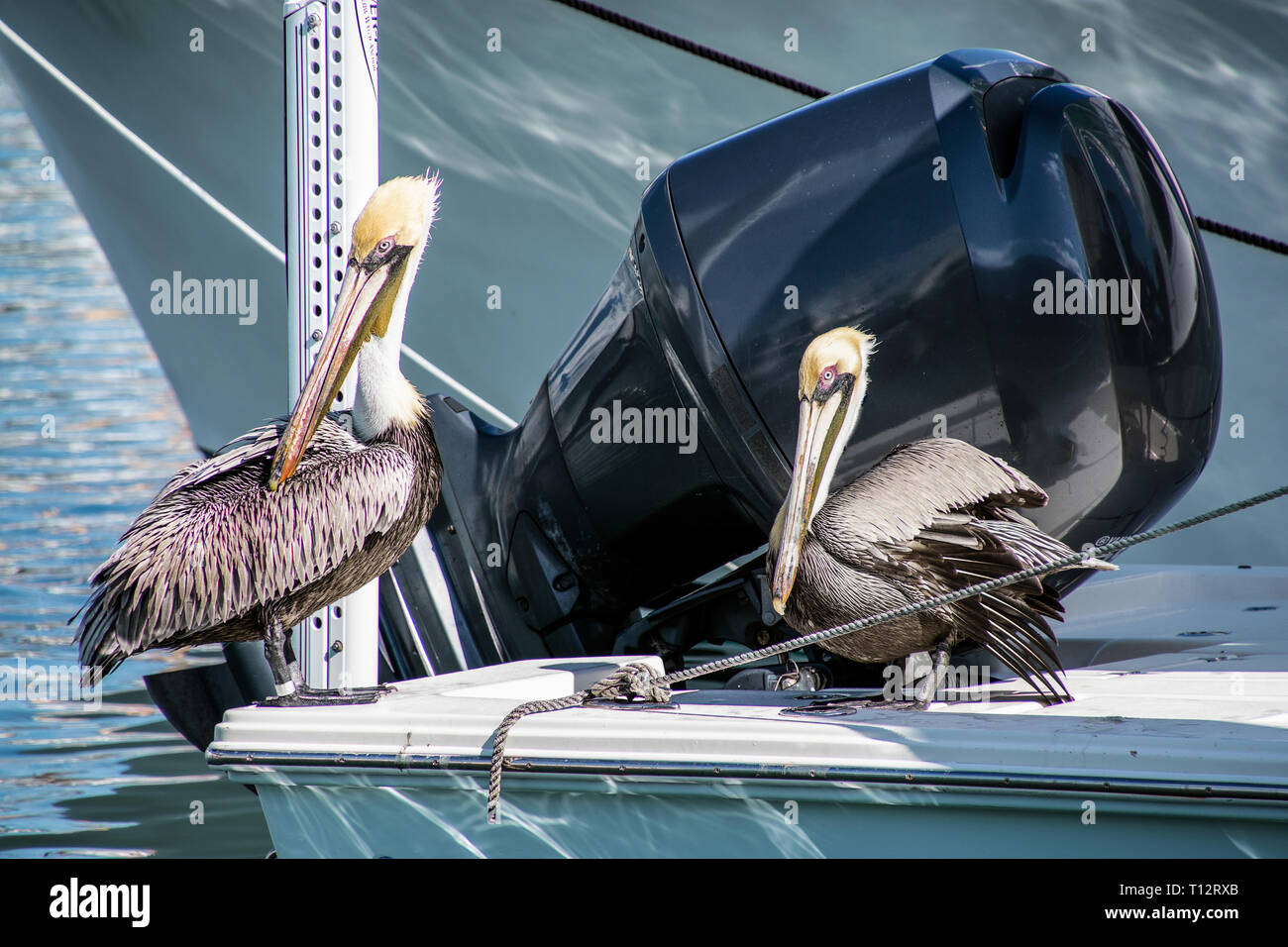 Paar Pelikane auf einem Power Boot in der Marina dock gehockt Stockfoto