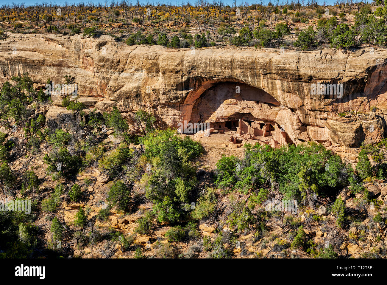 Oak Tree House, Cliff dwellings in Mesa-Verde-Nationalpark, UNESCO-Weltkulturerbe, Colorado, USA, Nordamerika Stockfoto