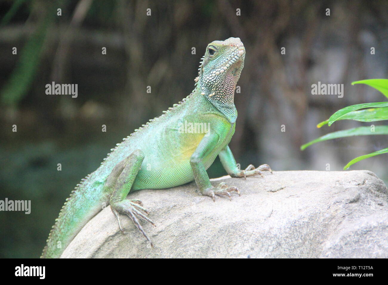 Leguan Stockfoto