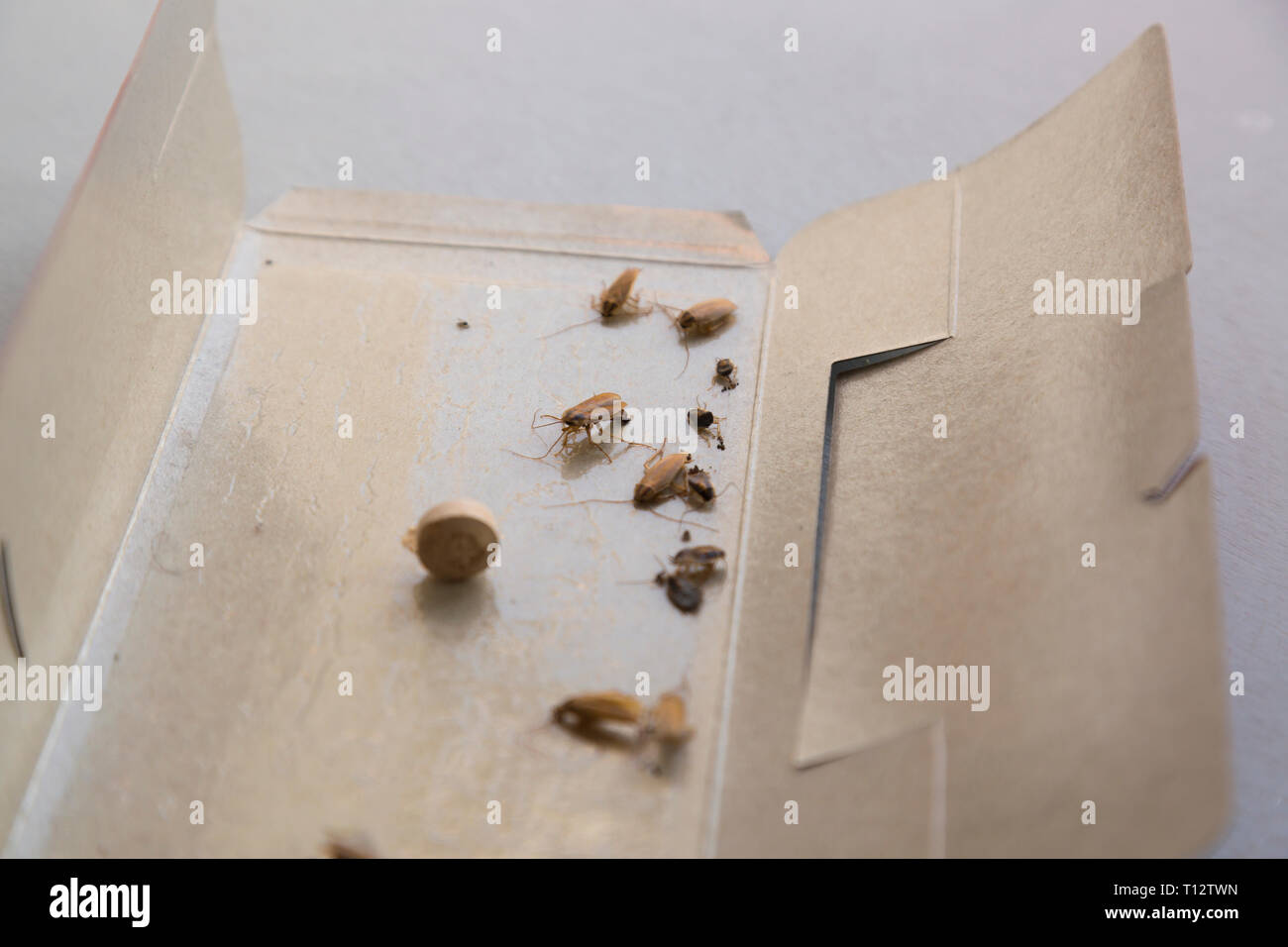 Insect poison -Fotos und -Bildmaterial in hoher Auflösung – Alamy