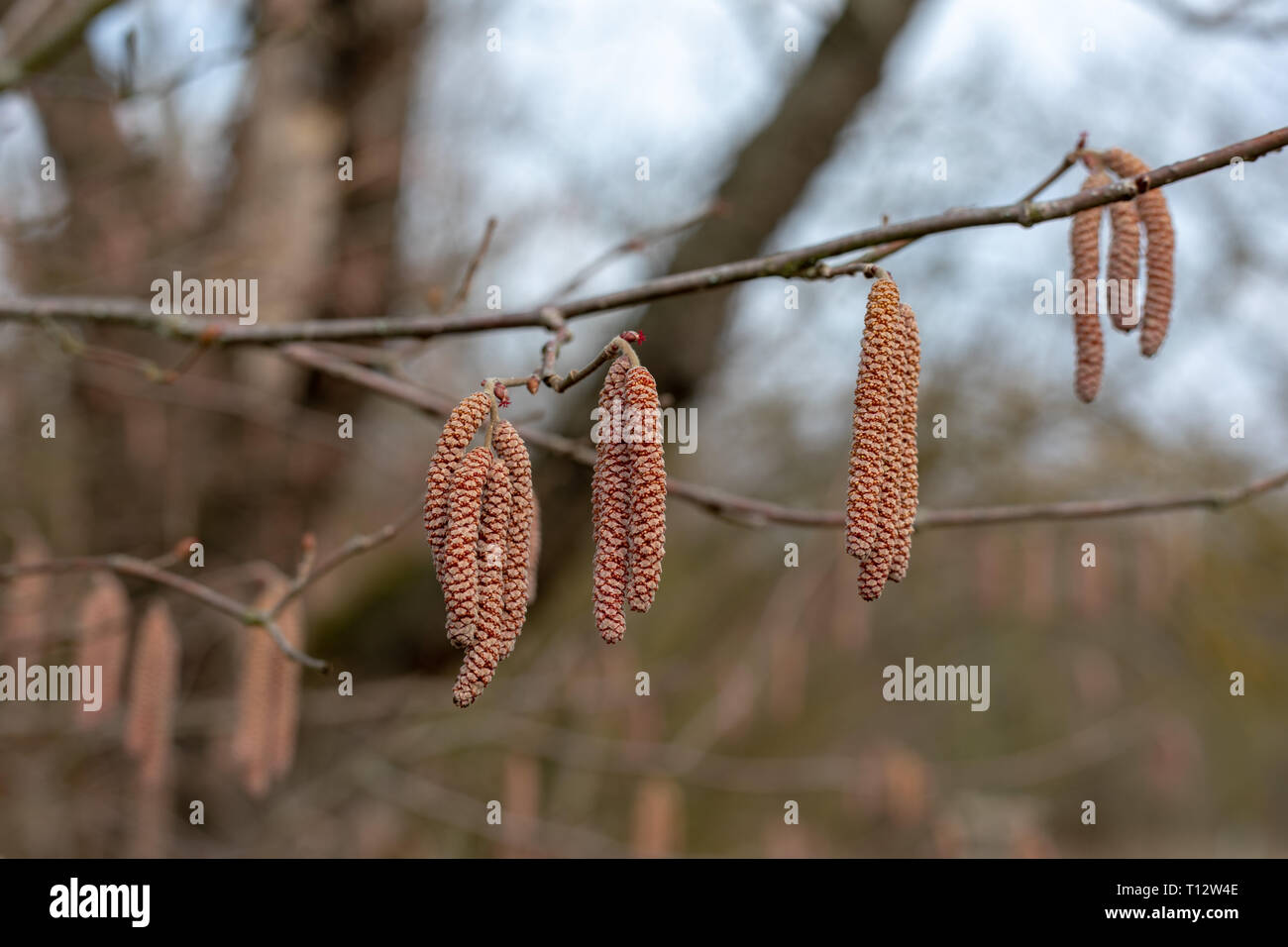 Männliche Kätzchen auf einer gemeinsamen Hasel Corylus avellana Baum Latein von der Birke oder der Familie der Betulaceae Frucht ist die Haselnuss im Winter in den Sümpfen oder p Stockfoto