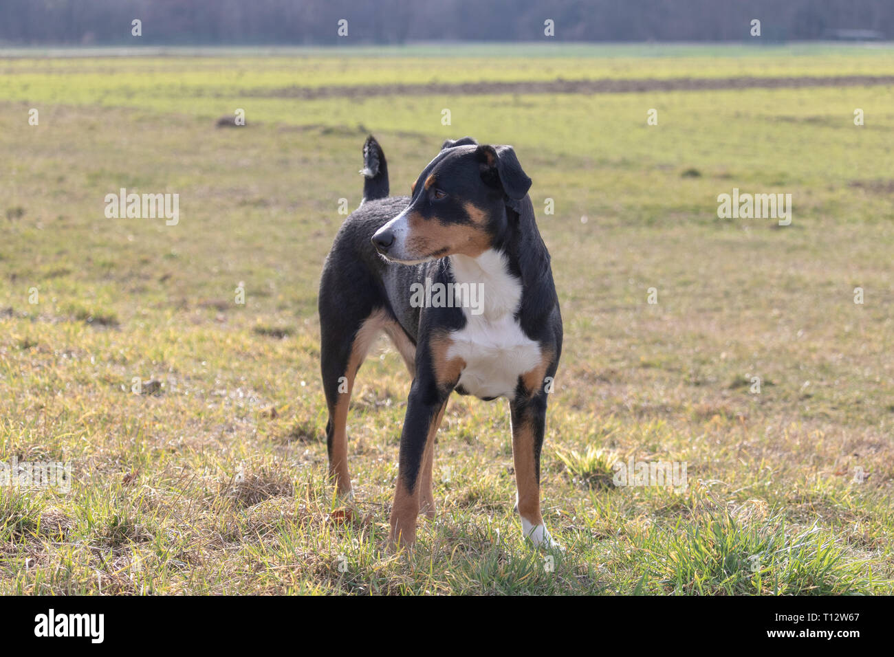 Ständigen Portrait von niedlichen Lächeln Schwarz und Weiß tricolor Appenzeller Sennenhund mit Hintergrund des grünen Grases. Stockfoto