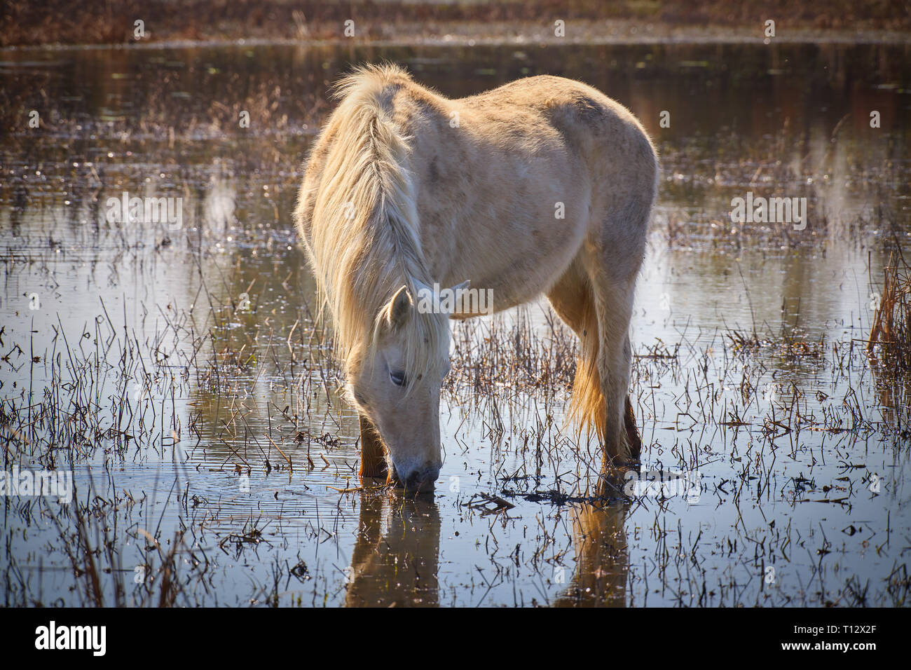 White Horse in Feuchtgebieten in Nationalpark in Spanien (Aiguamolls de l Emporda) Stockfoto