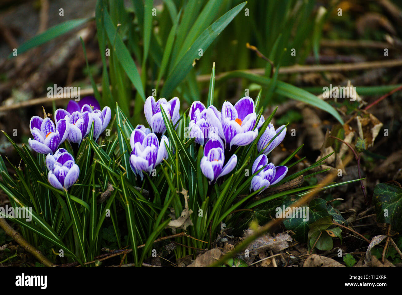 Lila und weiße Krokusse im Alderwood Park in Surrey, British Columbia, Kanada Stockfoto