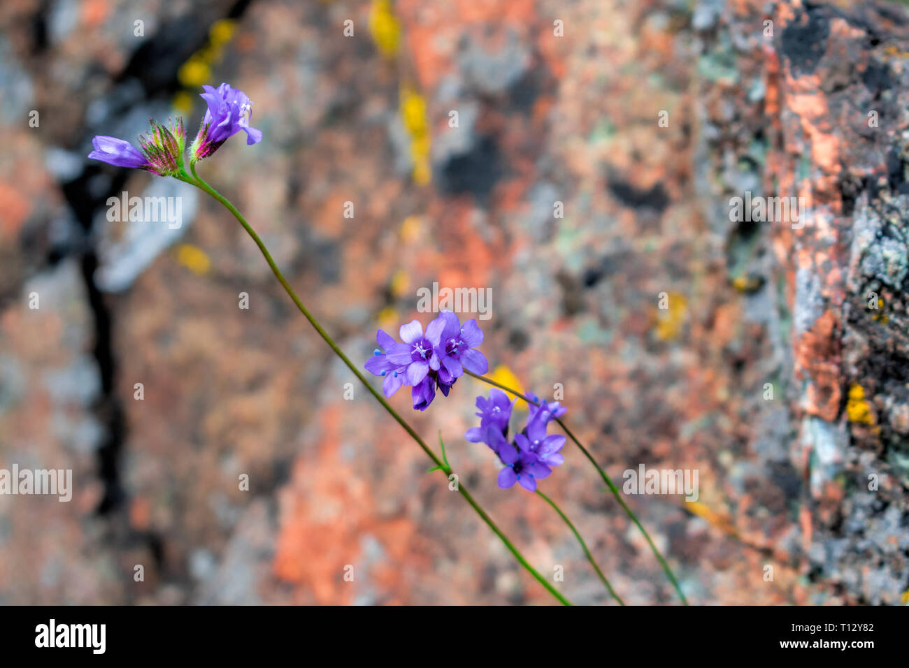 Close Up. Schönen blühenden Wildblumen lila-blau Dicks, mit unscharfen Hintergrund der scharfen grauen Rock bedeckt mit hellen Gelb, Orange Stockfoto