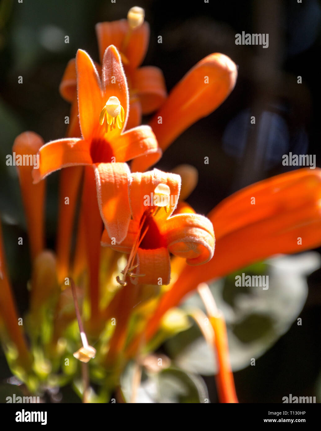 Tropische Papageien Blume Stockfoto