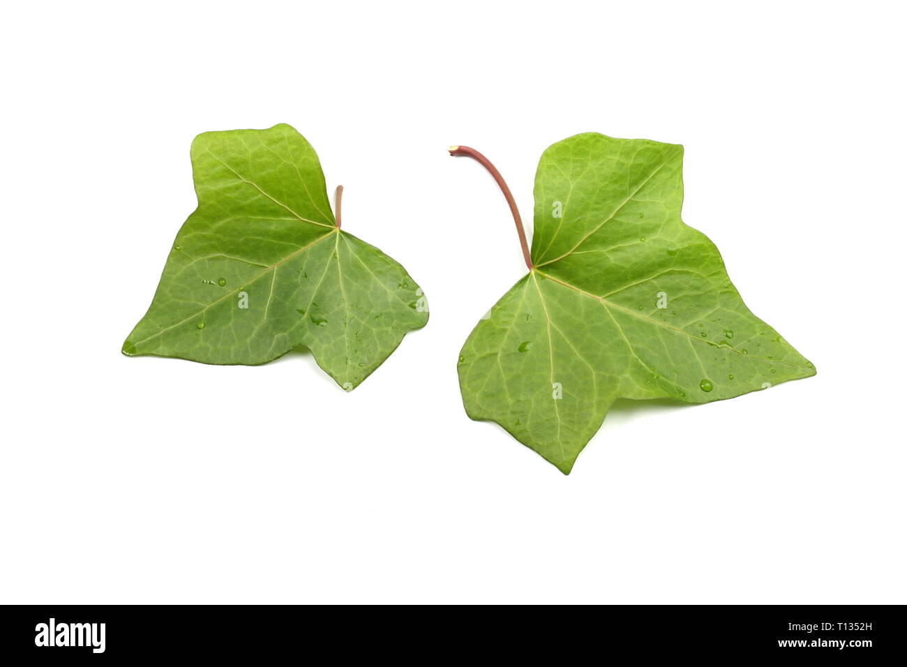 Grünes Blatt auf weißem Hintergrund Stockfoto