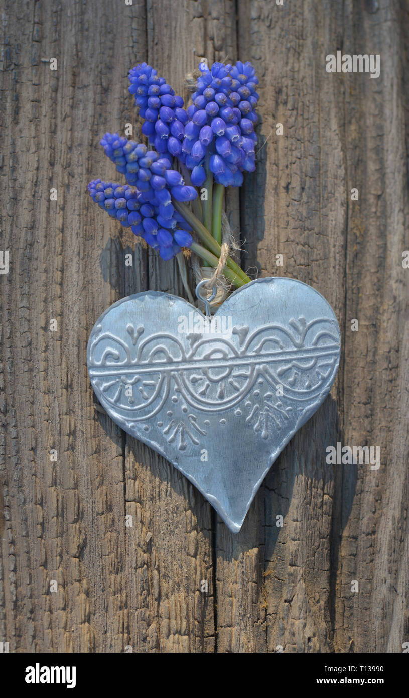 Feder blaue Blumen auf einem eisernen Herzen auf einem urigen Board hing Stockfoto