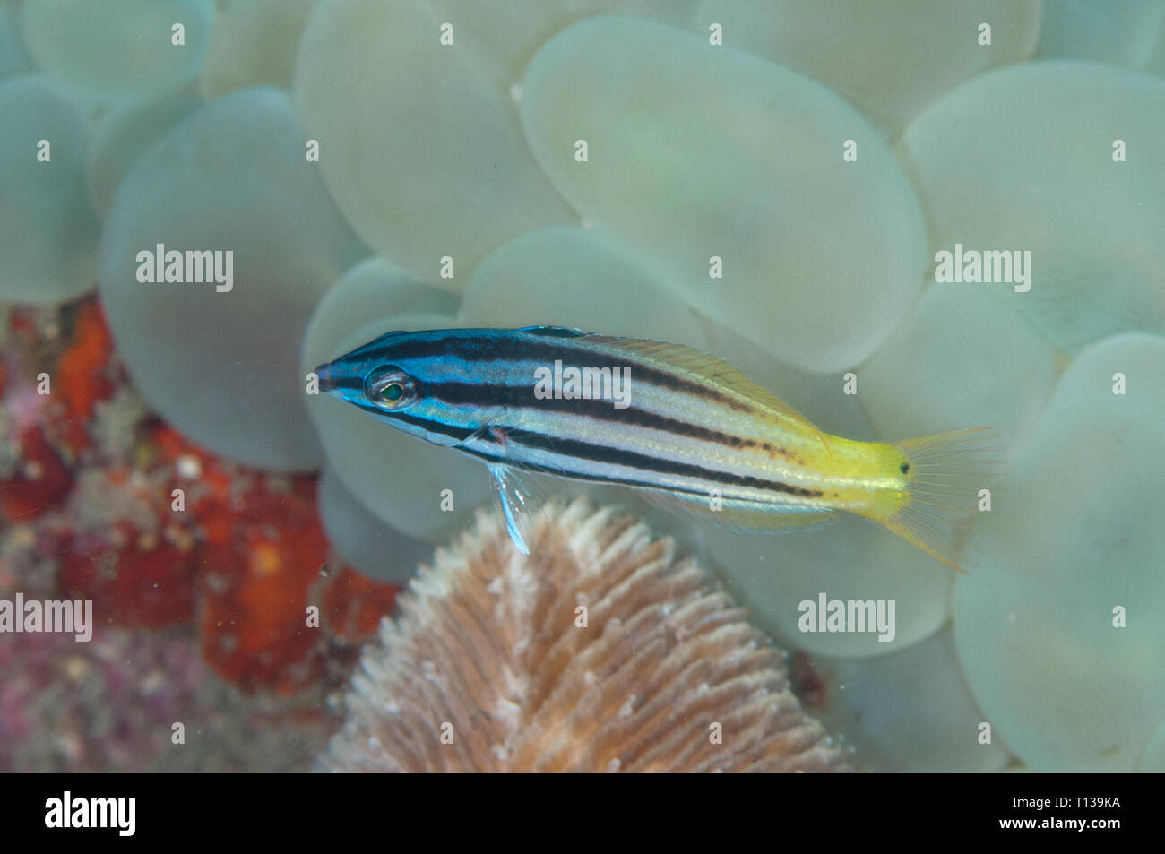 Twotone Lippfisch, Halichoeres prospeion, von Bubble Coral, Plerogyra sinuosa, Tanjung Hang Tauchplatz, der Lembeh Straße, Sulawesi, Indonesien Stockfoto