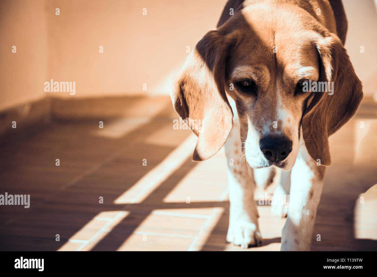 Abgebrochene beagle Hund. Inukai traurigen Augen. Straße Hund Wanderer. Stockfoto